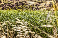 1_Swaying-grasses-foxtails-flowing-in-wind-martinez-ca-by-jamie-valladao-62420fe08ccfc