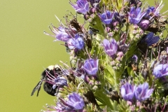 1_bumble-bee-on-echium-plant-martinez-ca-62420ab446499