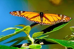 1_monarch-butterfly-by-jamie-valladao-62420495f115b