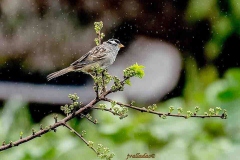 1_sparrow-in-rain-g-by-jamie-valladao-62420b7450625
