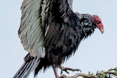1_turkey-vulture-crockett-ca-by-jamie-valladao-62420505b9d59