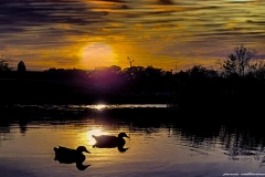 1_two-ducks-sunset-Refugio-in-hercules-ca-by-jamie-valladao-6242085b3ff2e